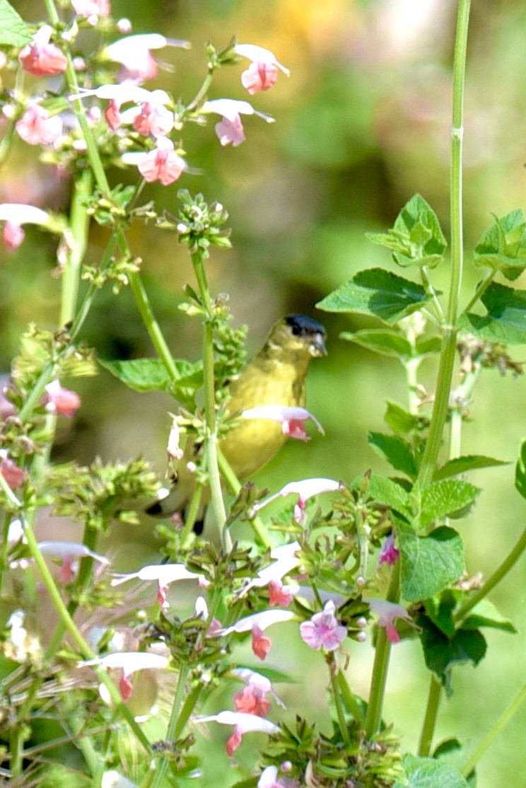 Lesser Goldfinch - ML618342710