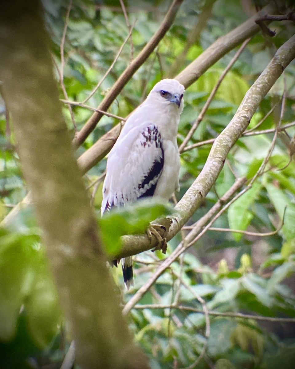 White Hawk - Danny I. Pérez