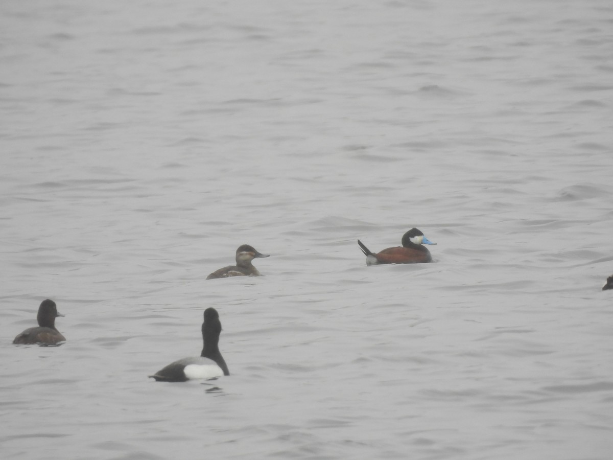 Ruddy Duck - ML618342777