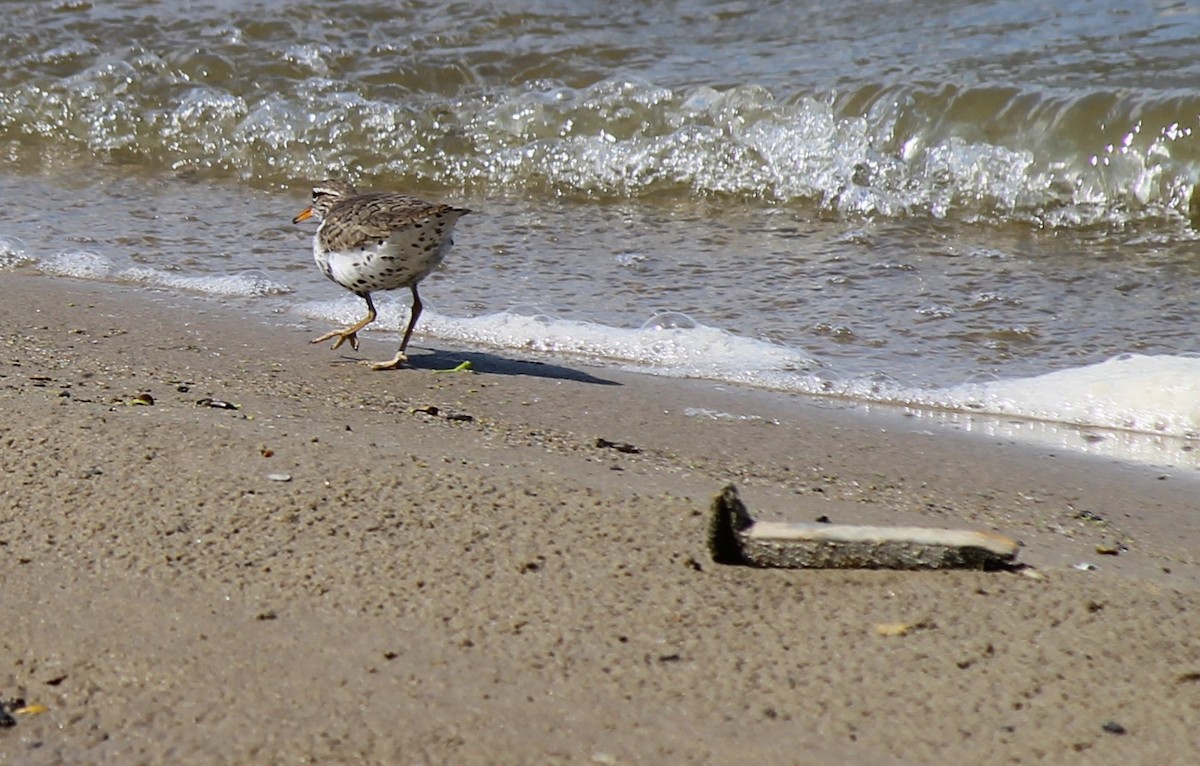 Spotted Sandpiper - Jason St. Sauver