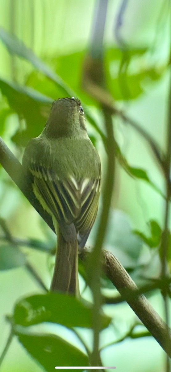 Sepia-capped Flycatcher - ML618342789