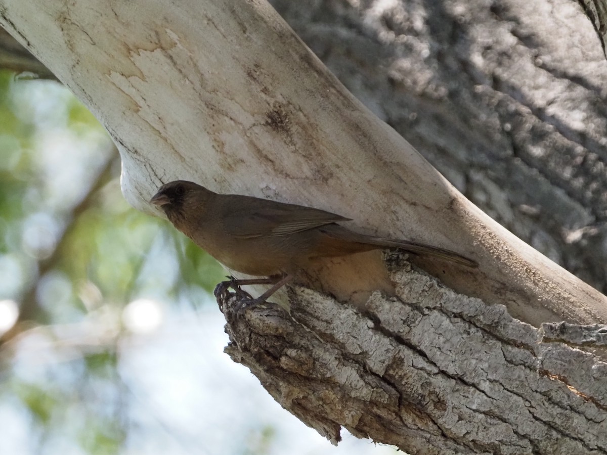 Abert's Towhee - David Zook