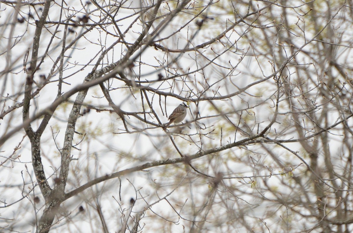 White-crowned Sparrow - Levi and Thomas