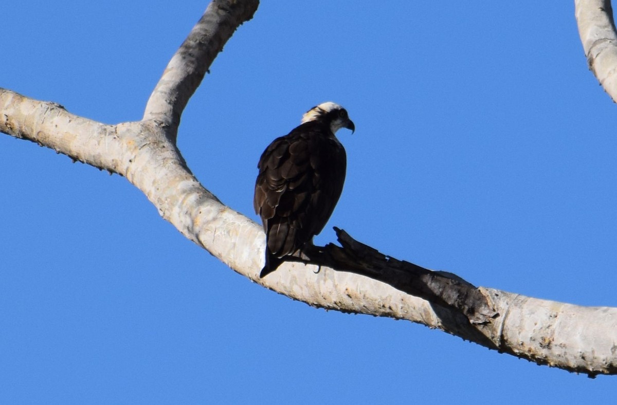 Águila Pescadora - ML618342881