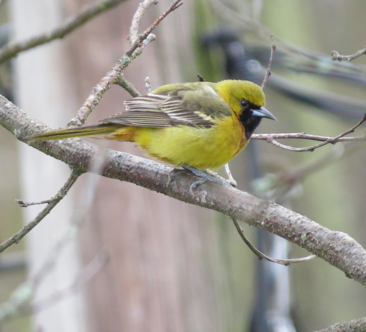 Orchard Oriole - Dan Prima