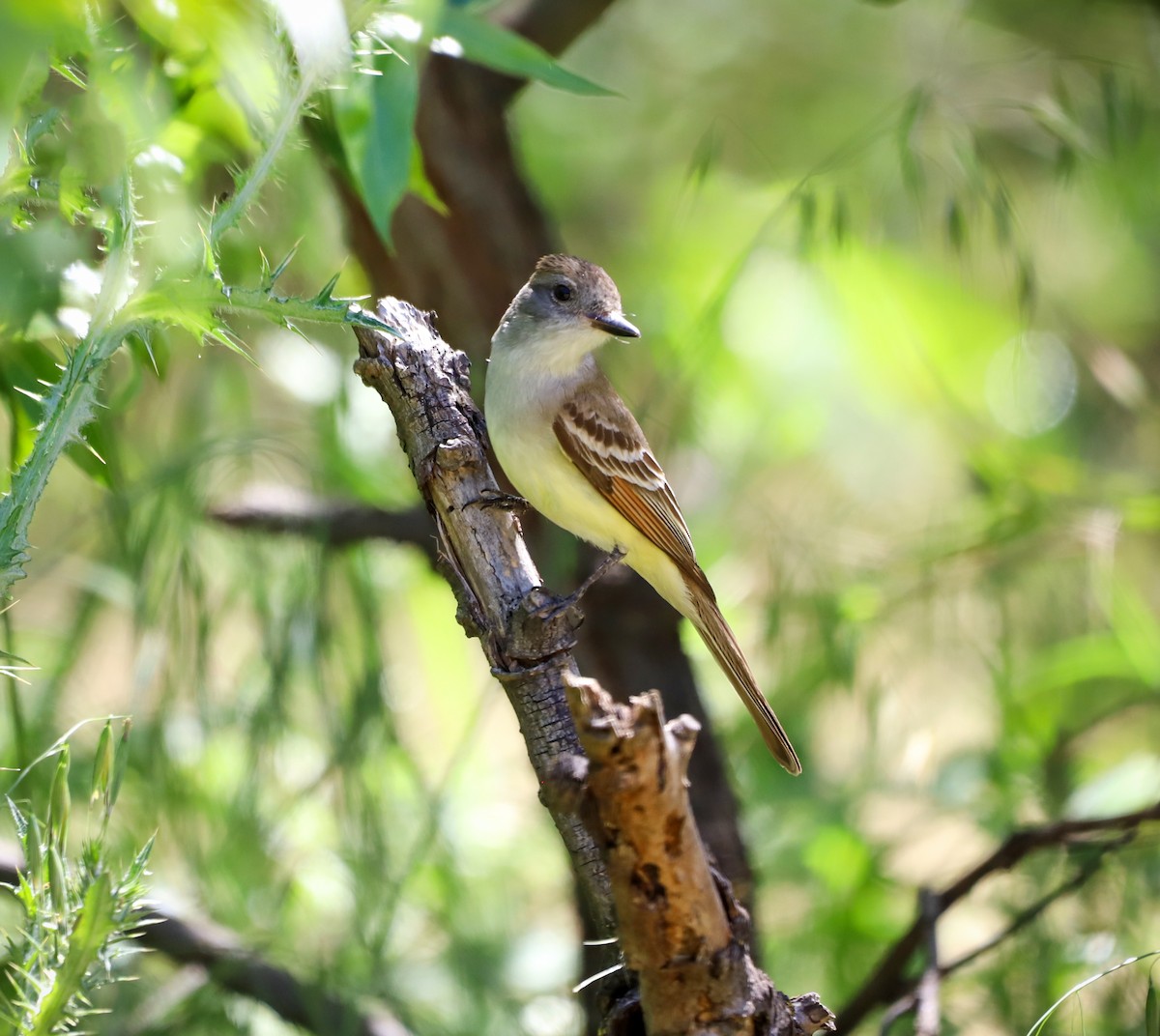 Ash-throated Flycatcher - ML618342948