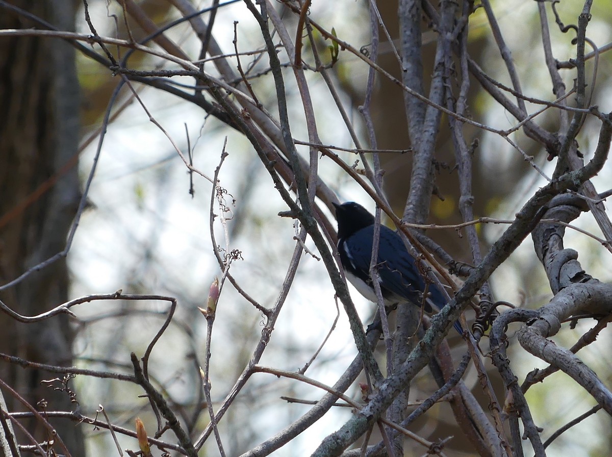 Paruline bleue - ML618342990