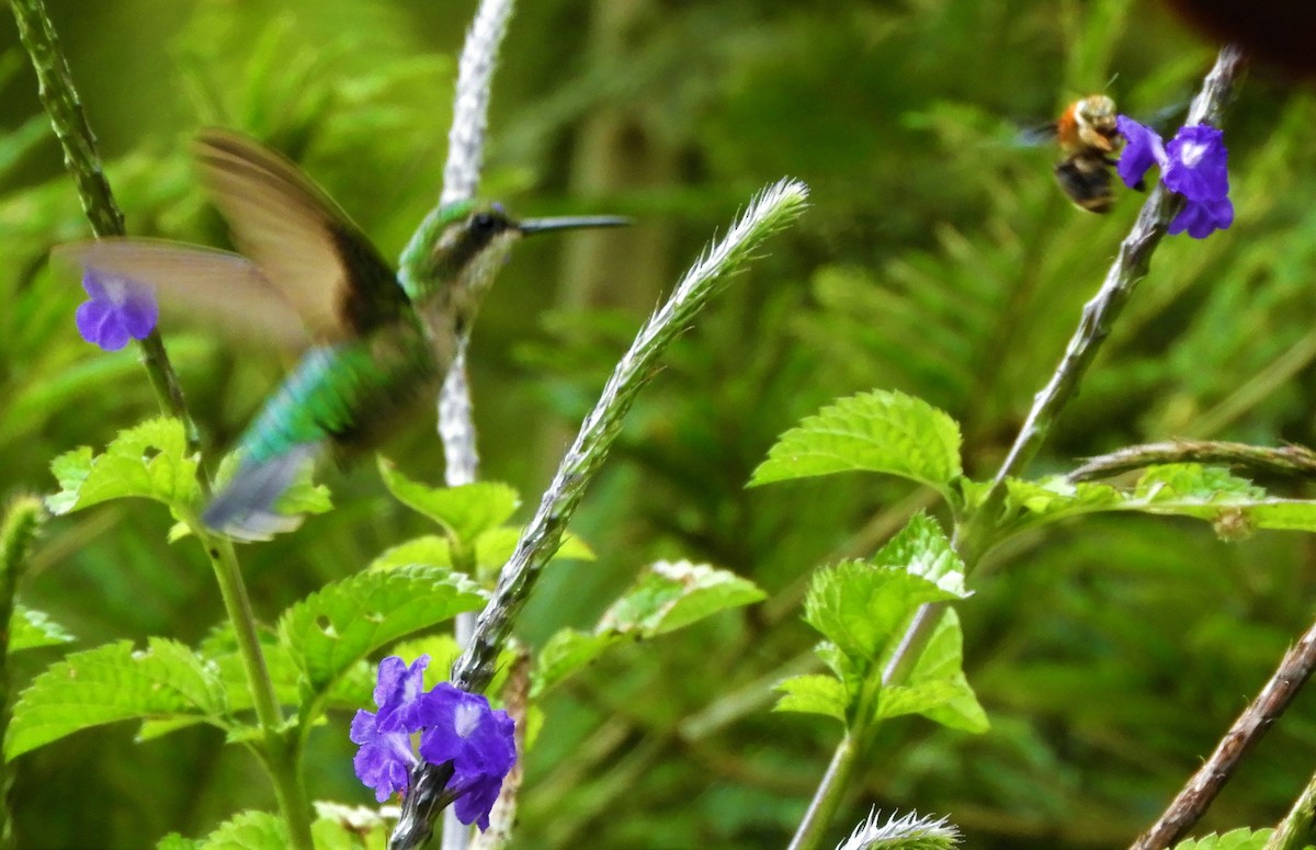 Speckled Hummingbird - Harold Ramos Torres