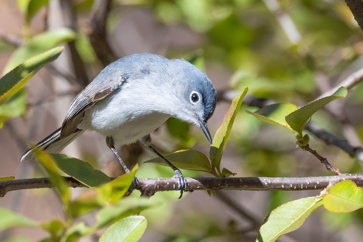 Blue-gray Gnatcatcher - Linda McNulty