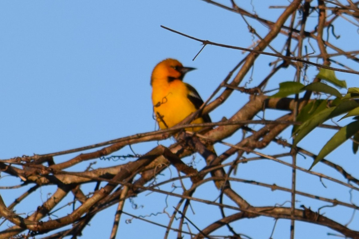 Streak-backed Oriole - Nestor Herrera