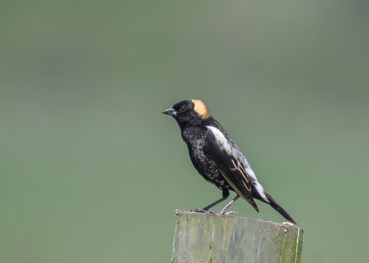 Bobolink - ML618343087