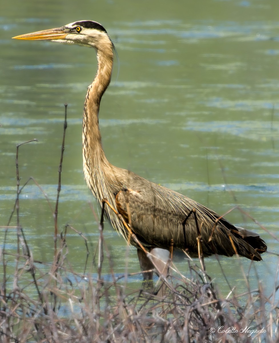 Great Blue Heron - ML618343092