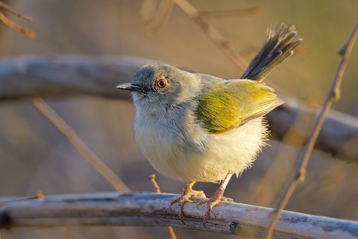 Green-backed Camaroptera (Gray-backed) - ML618343106