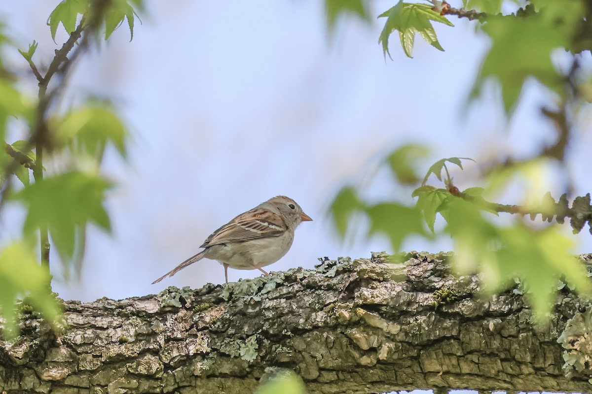 Field Sparrow - ML618343123