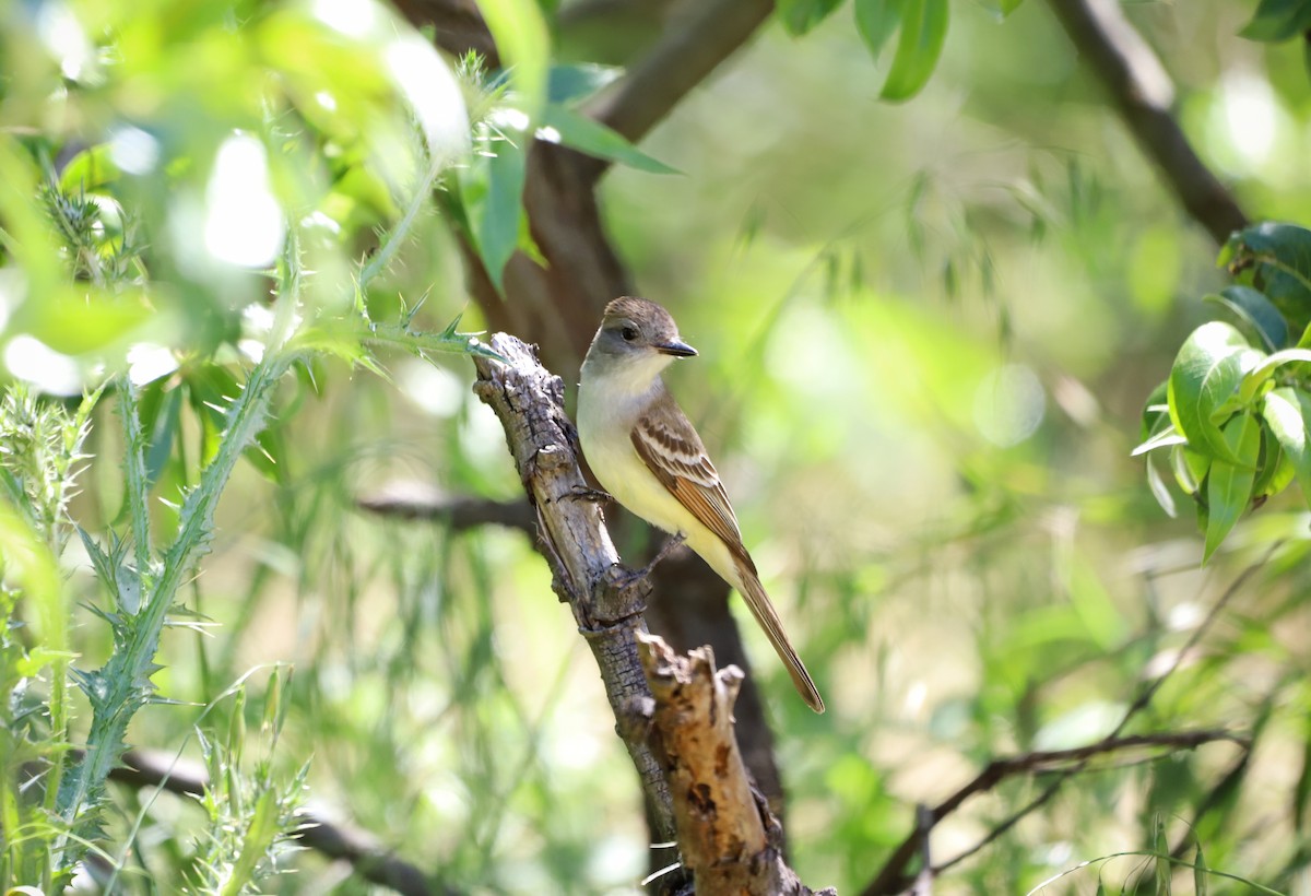 Ash-throated Flycatcher - ML618343163