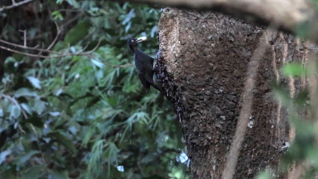 Northern Sooty-Woodpecker - ML618343243