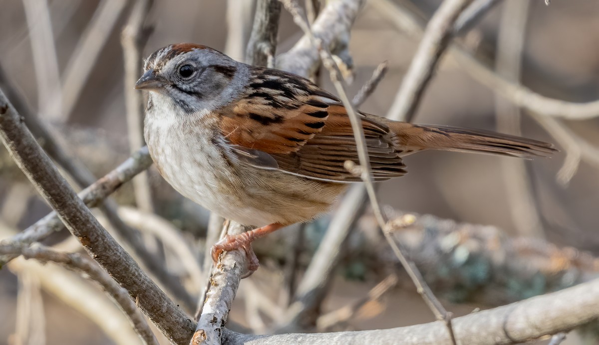 Swamp Sparrow - Jim Carroll