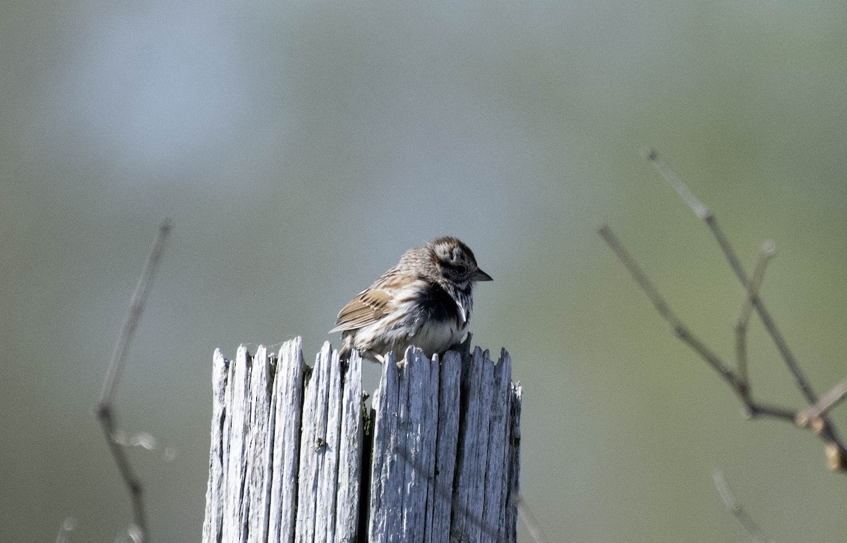 Song Sparrow - Estela Quintero-Weldon