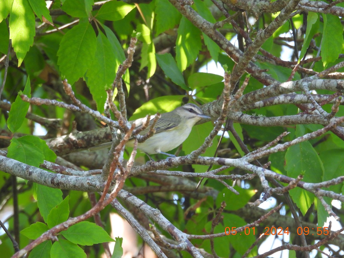 Black-whiskered Vireo - ML618343285