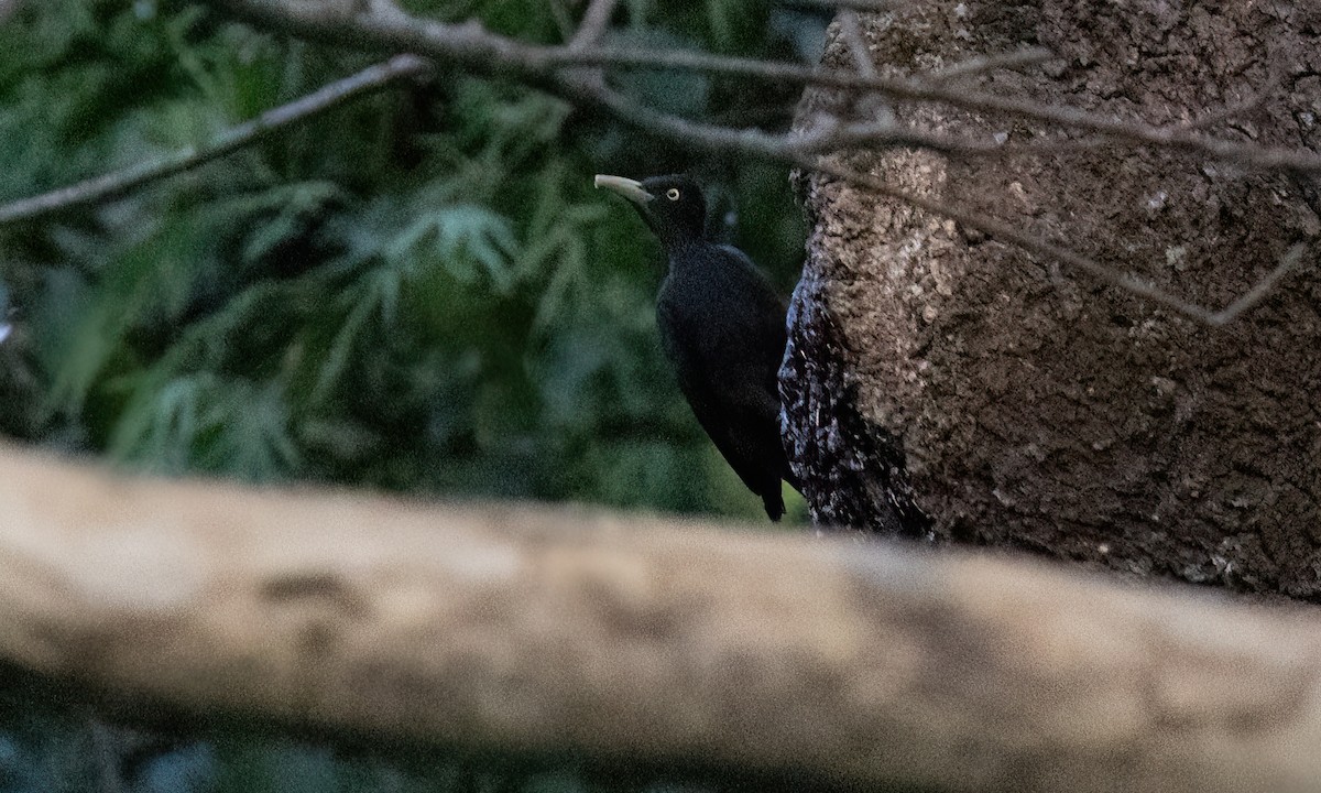 Northern Sooty-Woodpecker - Paul Fenwick