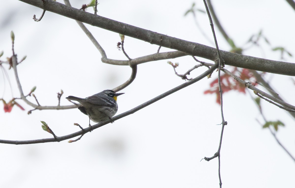 Yellow-throated Warbler - Will Sweet