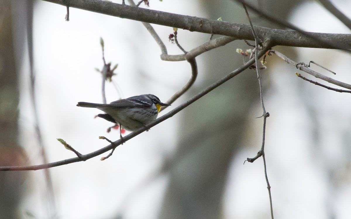 Yellow-throated Warbler - ML618343395