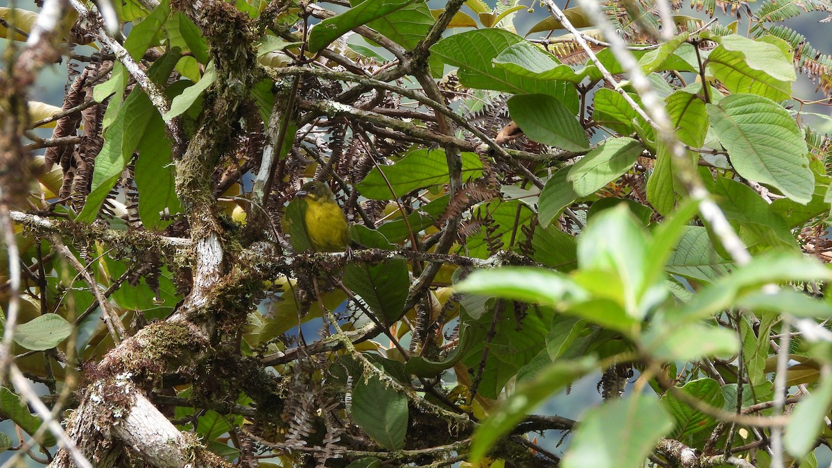 Dusky-headed Brushfinch - ML618343407