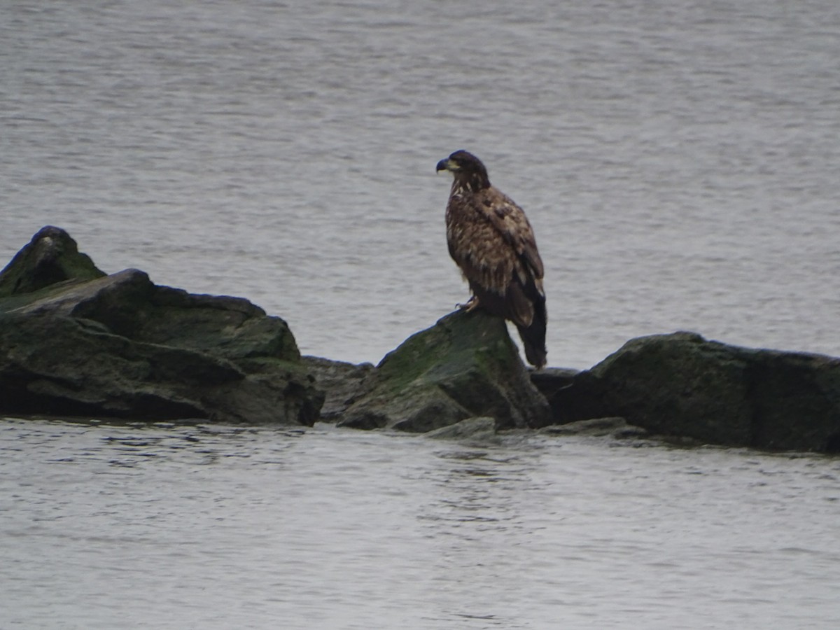 Bald Eagle - Robert Solomon