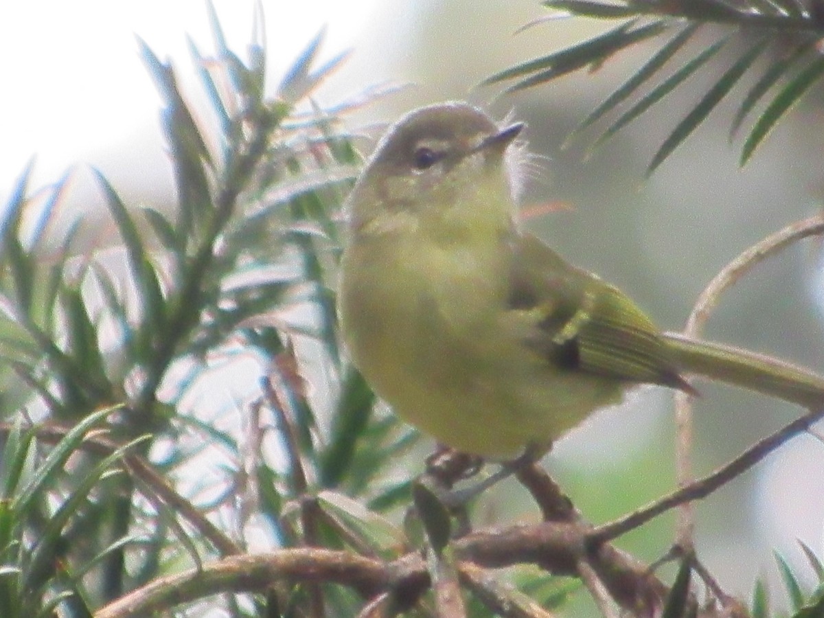 Mottle-cheeked Tyrannulet - Antonio Sturion Junior