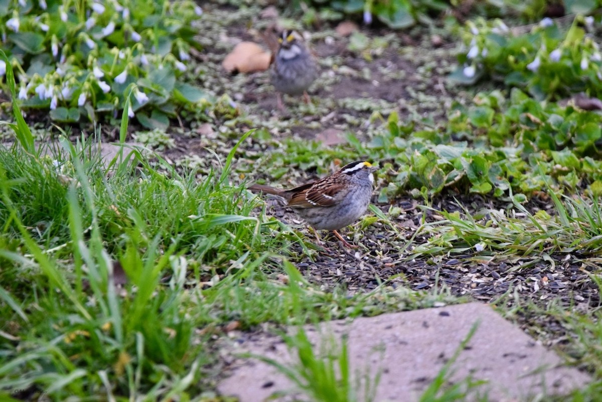 White-throated Sparrow - Mario Pelletier
