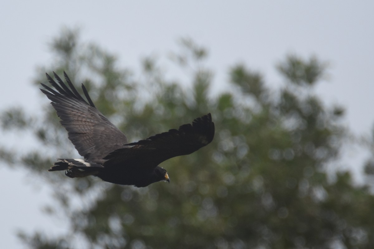 Krabbenbussard (anthracinus/utilensis) - ML618343461