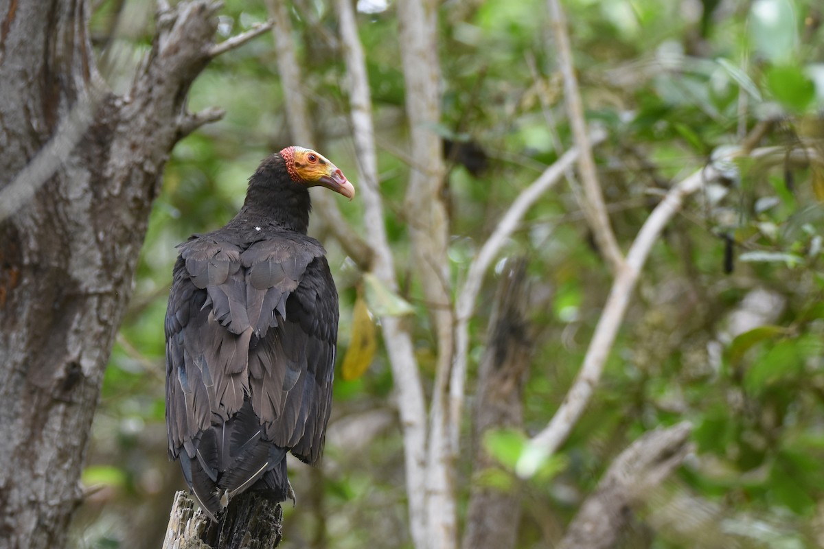 Lesser Yellow-headed Vulture - Luke Berg