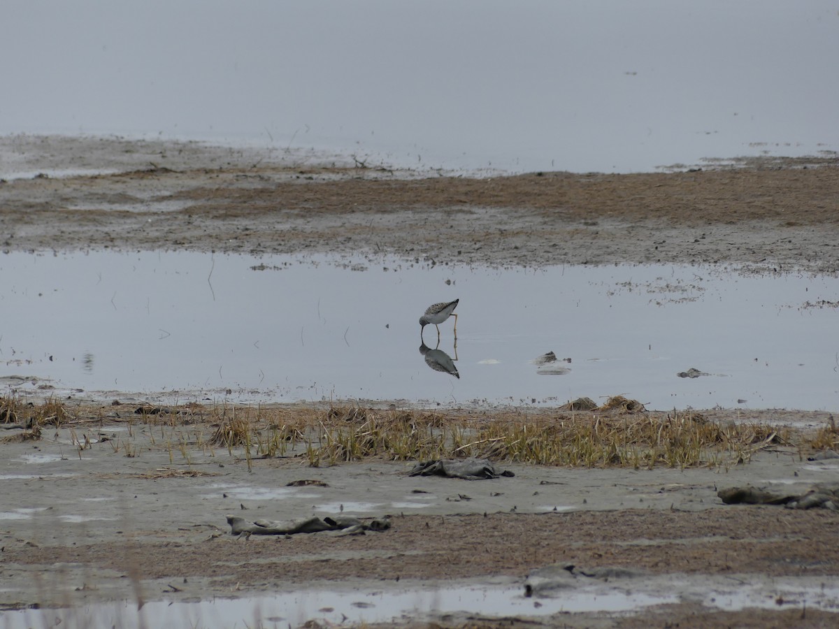 Lesser Yellowlegs - Jim Guion