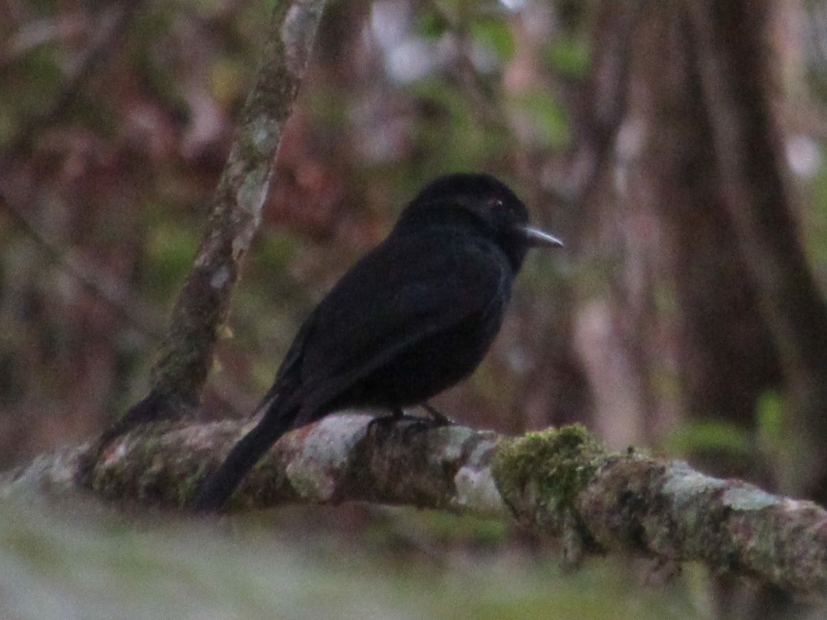 Blue-billed Black-Tyrant - ML618343482