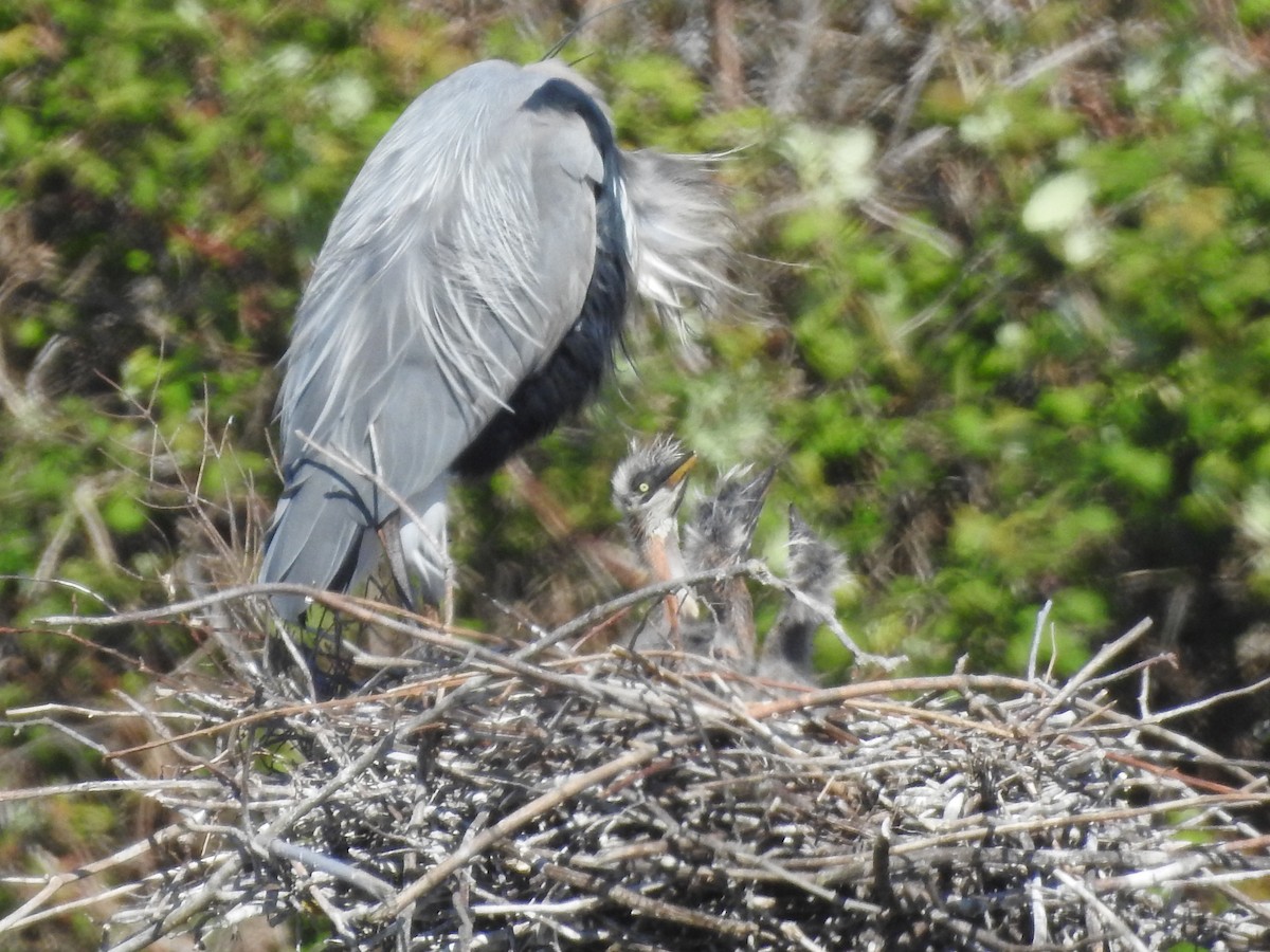 Great Blue Heron - ML618343500