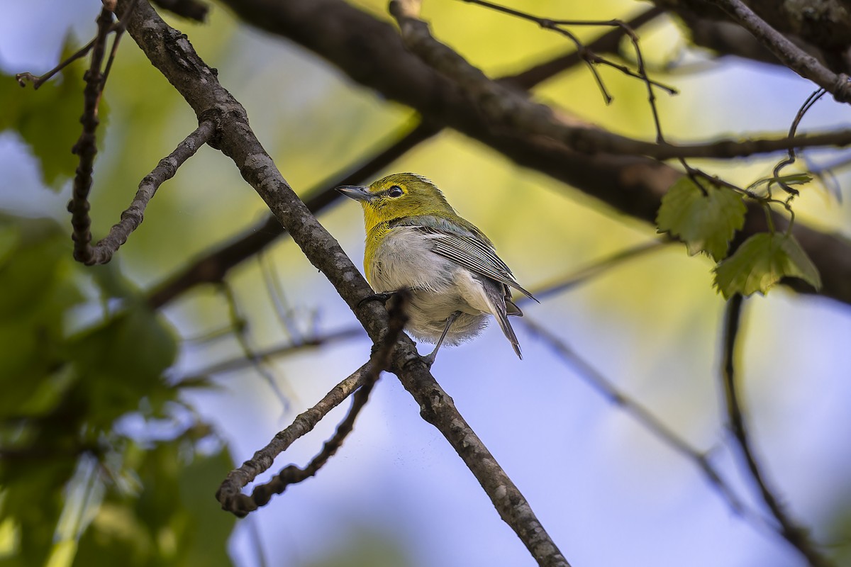 Yellow-throated Vireo - ML618343515