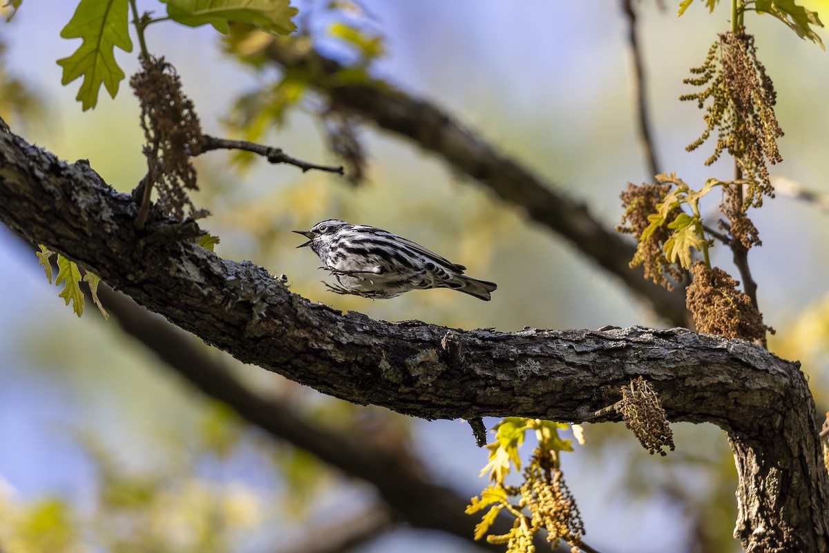 Black-and-white Warbler - ML618343520