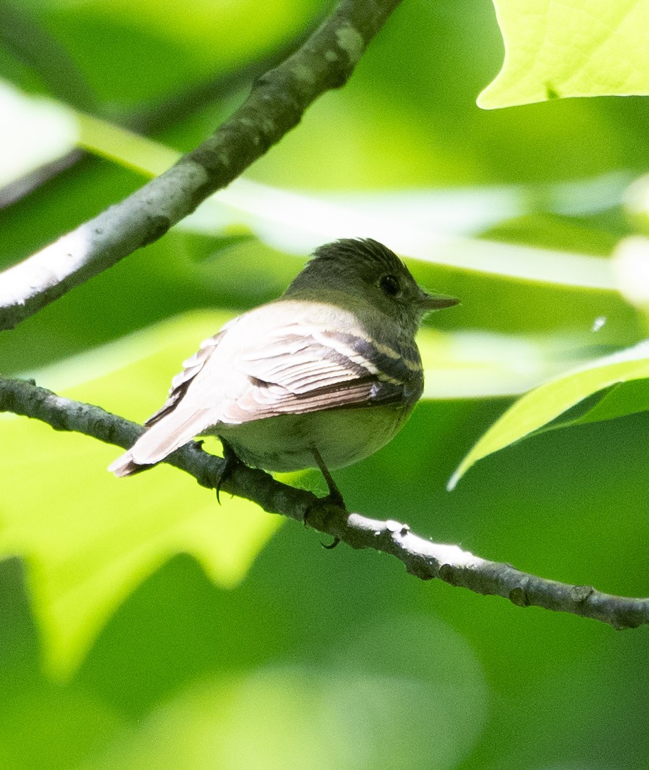 Acadian Flycatcher - ML618343529