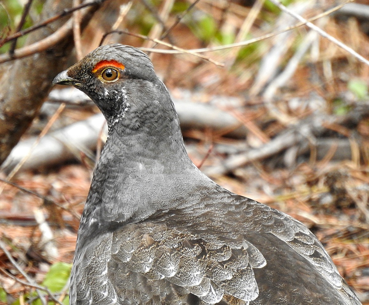 Sooty Grouse - Joel Schmidt