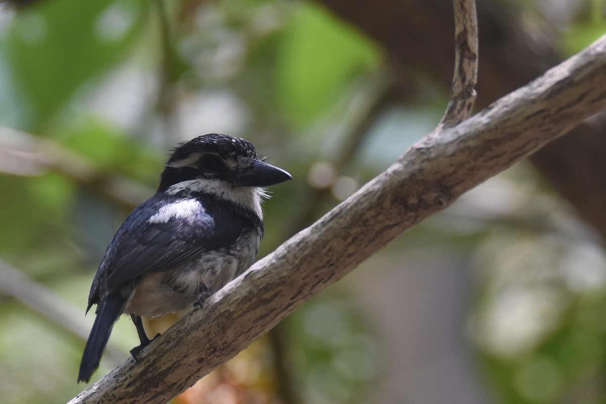 Pied Puffbird - ML618343538