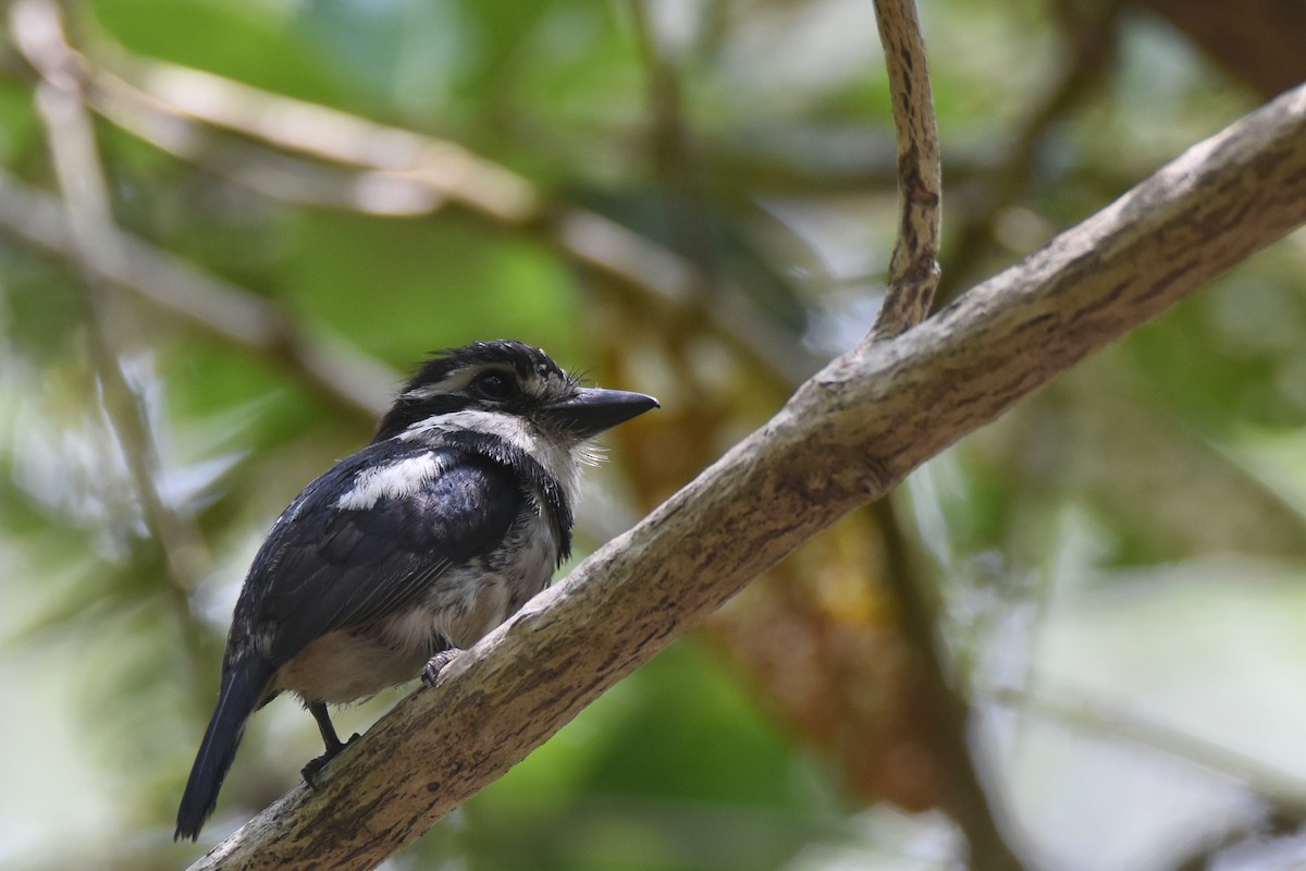 Pied Puffbird - ML618343539