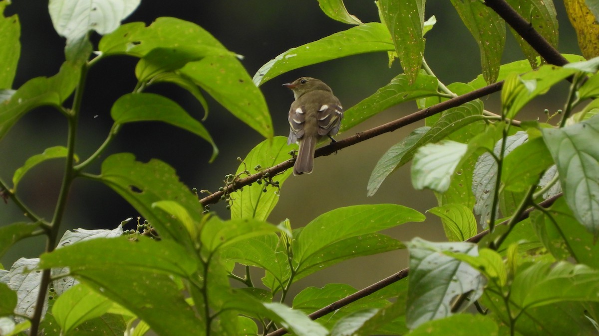 Lesser Elaenia - ML618343554