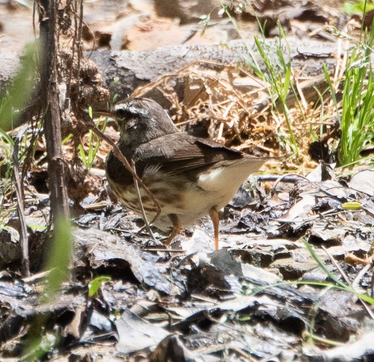 Northern Waterthrush - ML618343565