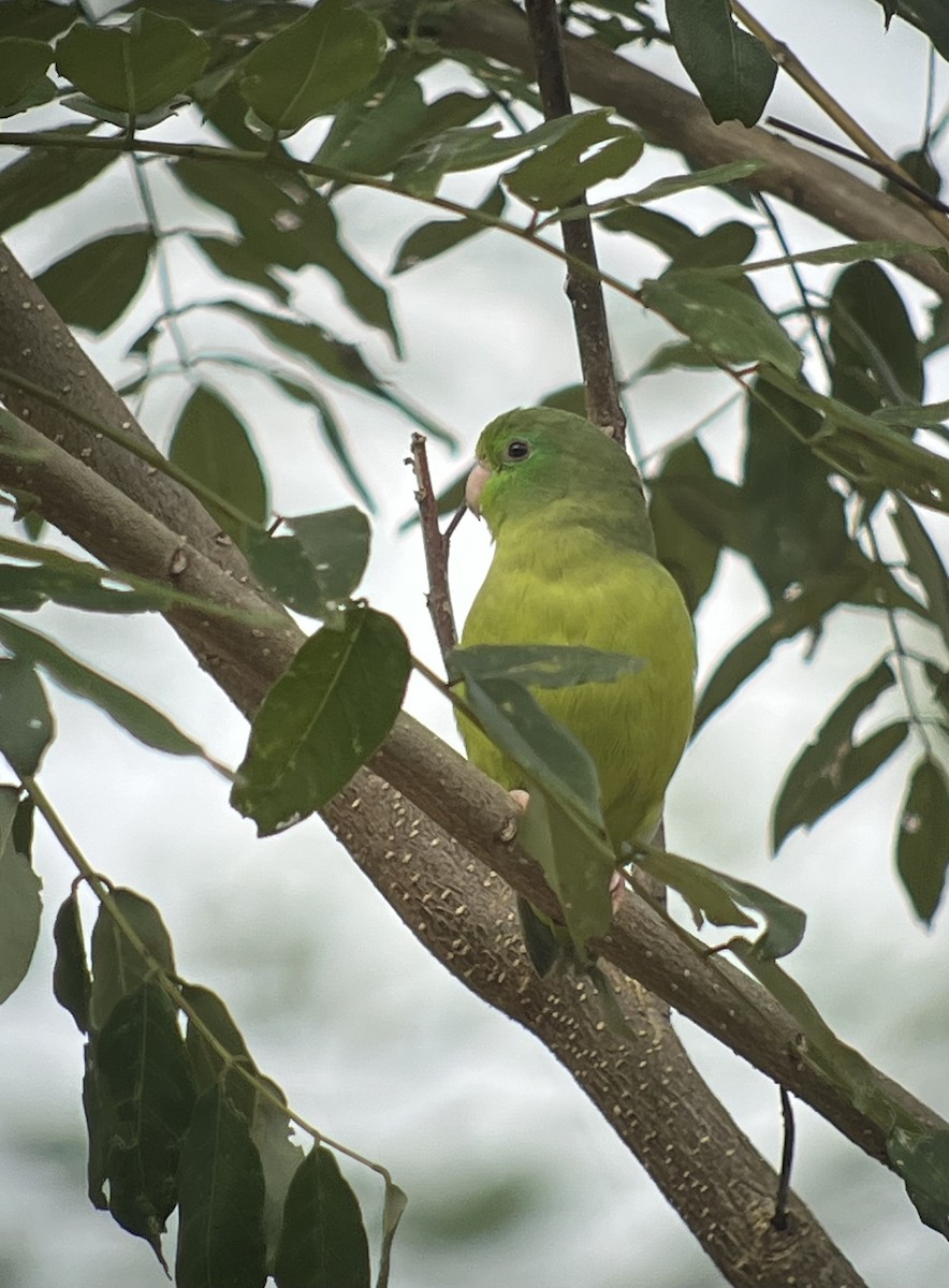 Spectacled Parrotlet - Brenda Sánchez