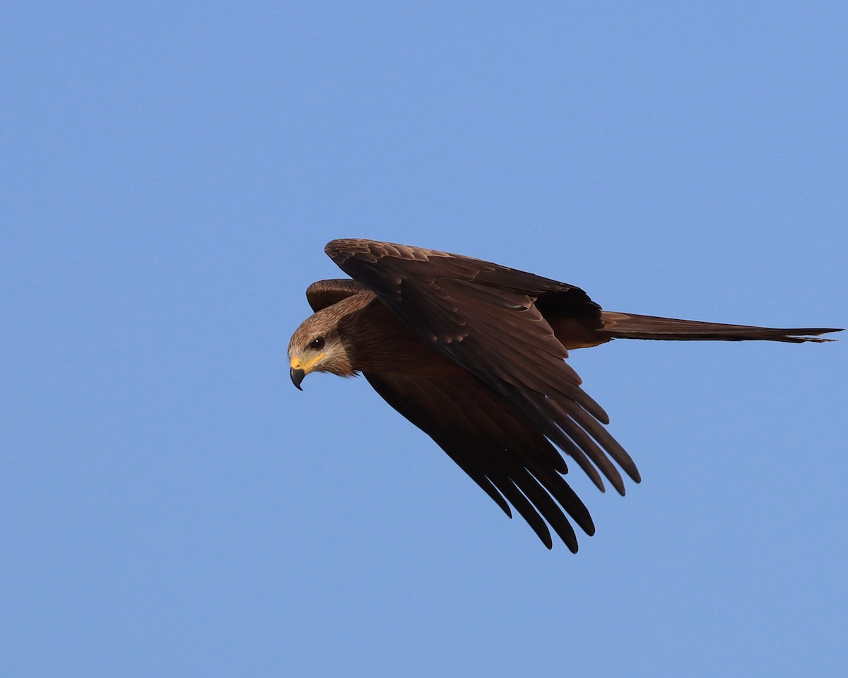 Black Kite (Black) - John Lowry