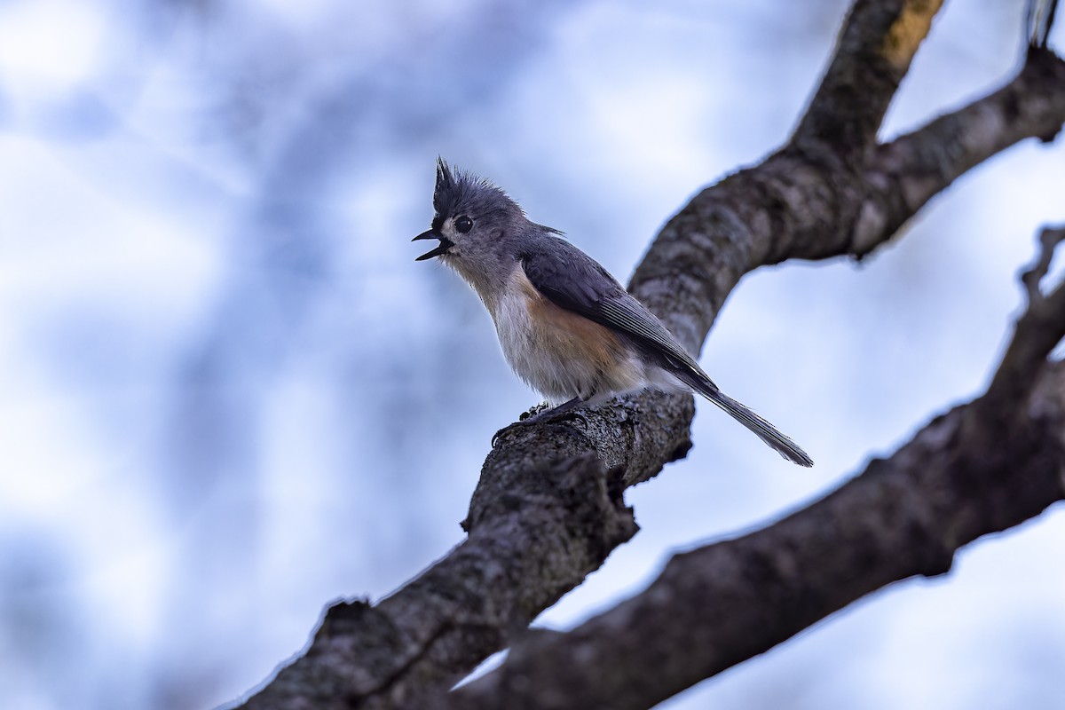 Tufted Titmouse - Jack Crowe