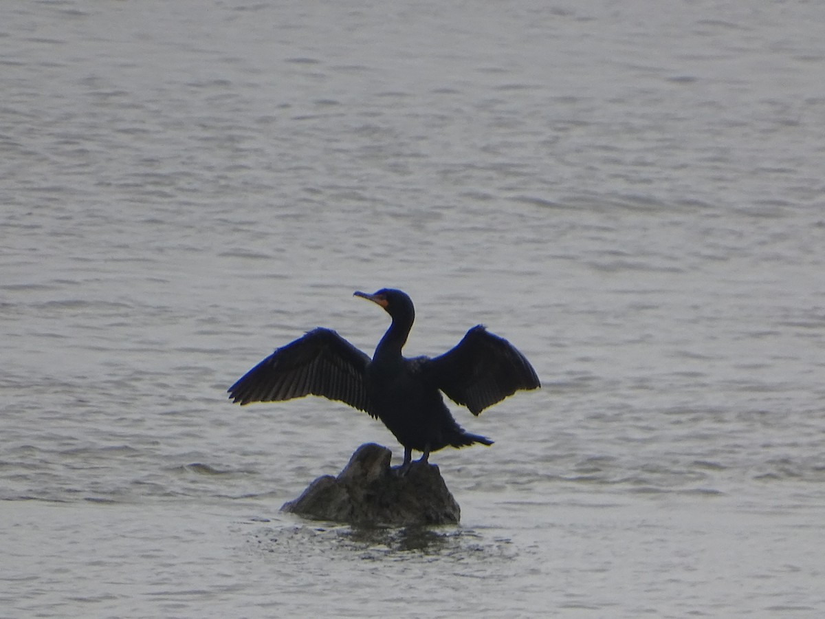 Double-crested Cormorant - Robert Solomon