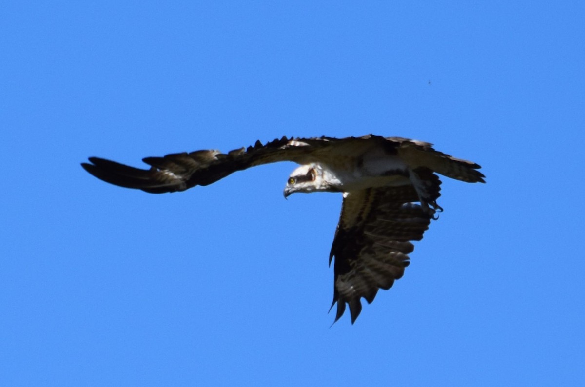 Águila Pescadora - ML618343685