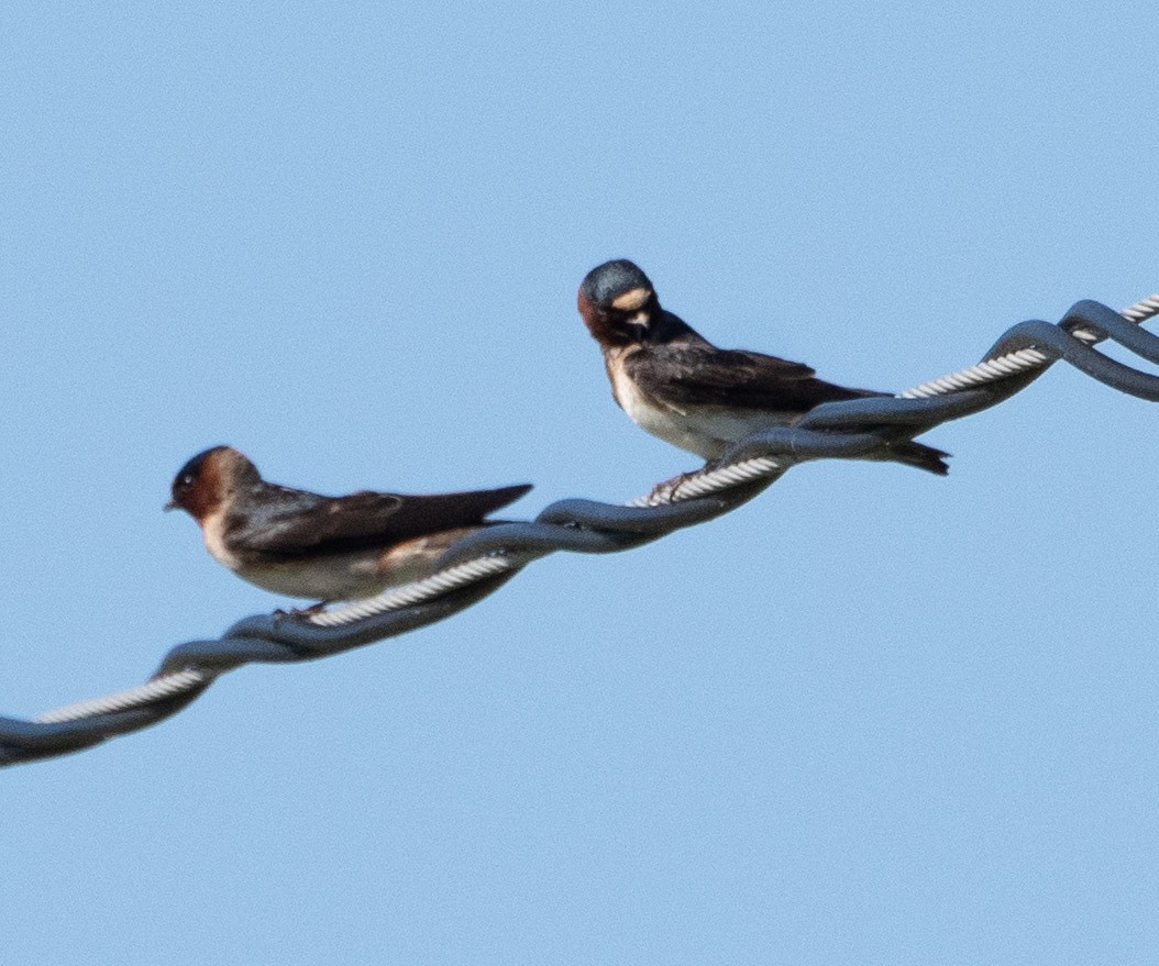 Cliff Swallow - Susan Lanier