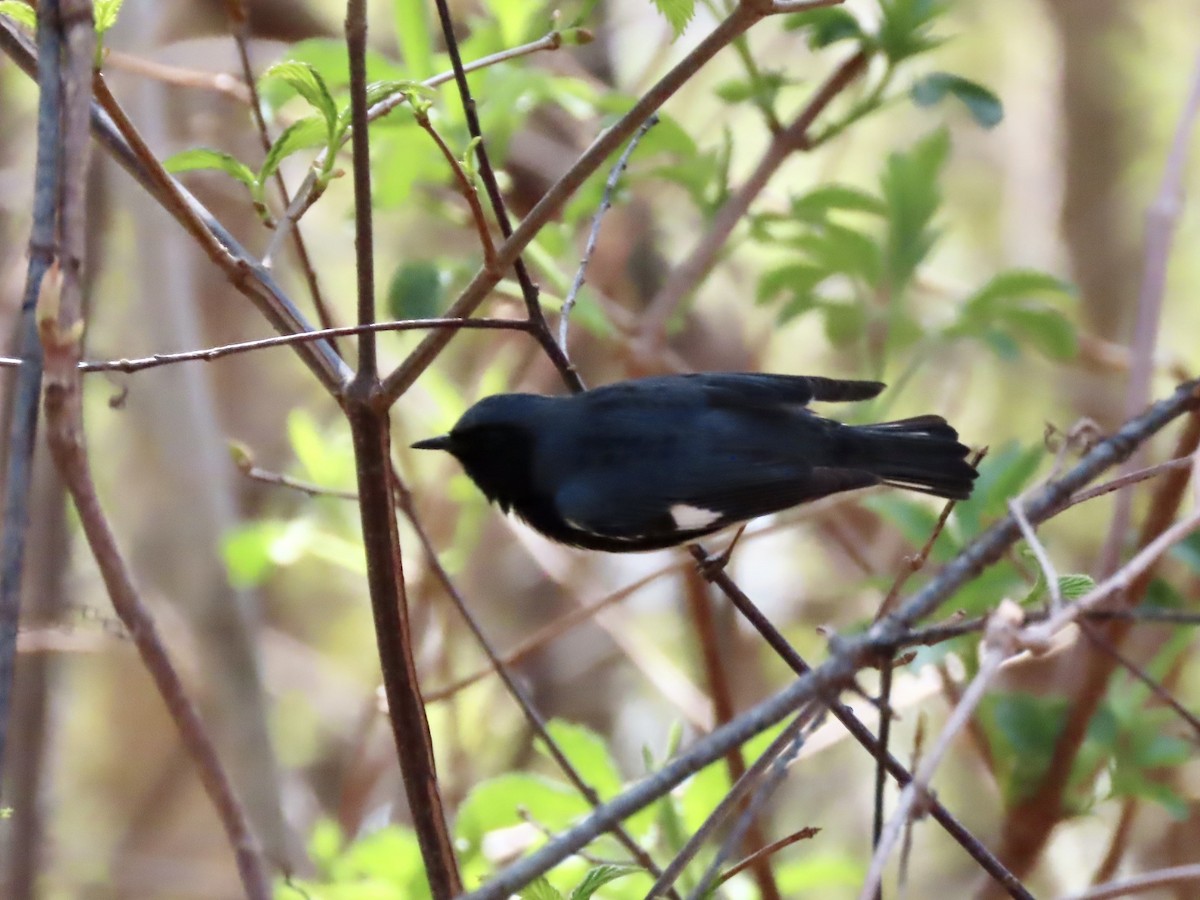 Black-throated Blue Warbler - ML618343739